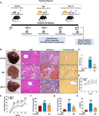 Metagenomic signatures reveal the key role of phloretin in amelioration of gut dysbiosis attributed to metabolic dysfunction-associated fatty liver disease by time-dependent modulation of gut microbiome